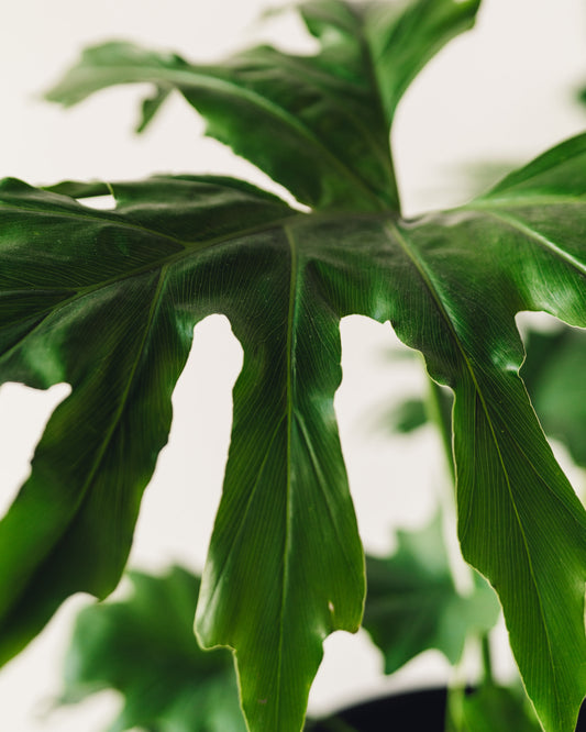 philodendron strictum Thaumatophyllum bipinnatifidum, "Tree Philodendron" – Glasswing