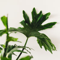 Thaumatophyllum bipinnatifidum, "Tree Philodendron"