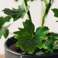 Thaumatophyllum bipinnatifidum, "Tree Philodendron"
