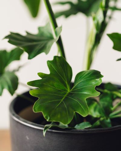 Thaumatophyllum bipinnatifidum, "Tree Philodendron"