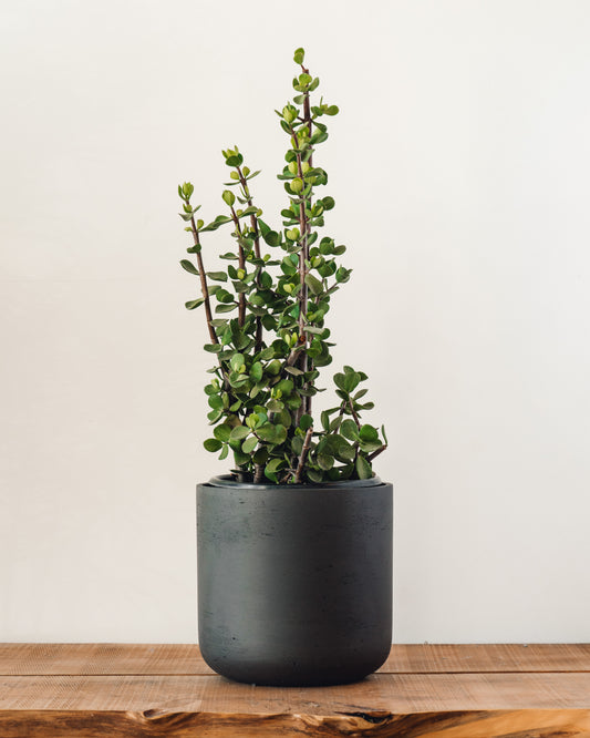 buy portulacaria afra Portulacaria afra, "Elephant Bush" – Glasswing