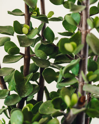 Portulacaria afra, "Elephant Bush"