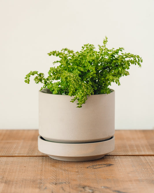 Pilea microphylla, Variegated Artillery