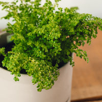 Pilea microphylla, Variegated Artillery