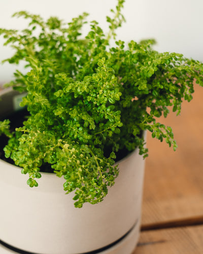 Pilea microphylla, Variegated Artillery