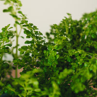 Pilea microphylla, Variegated Artillery