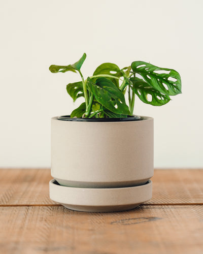 Philodendron adansonii, "Swiss Cheese Plant"