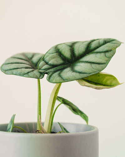 Alocasia baginda 'Silver Dragon'