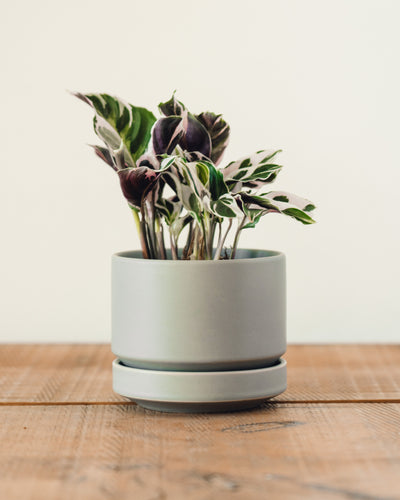 Calathea leitzei, 'White Fusion'