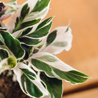 Calathea leitzei, 'White Fusion'