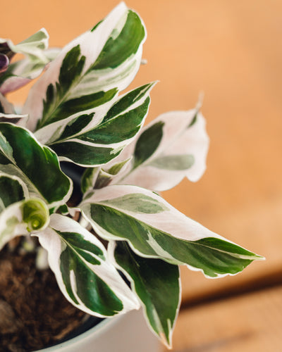 Calathea leitzei, 'White Fusion'