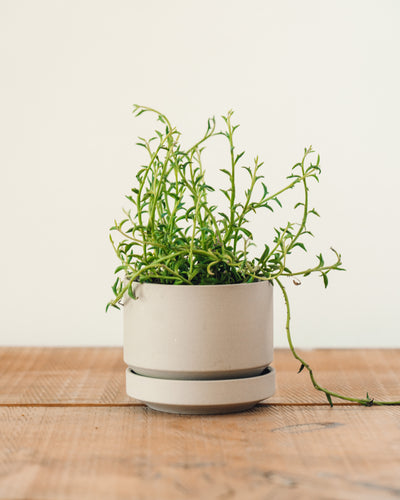 Senecio peregrinus, "String of Dolphins"