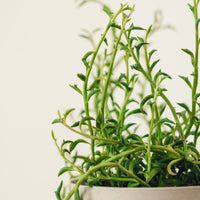 Senecio peregrinus, "String of Dolphins"