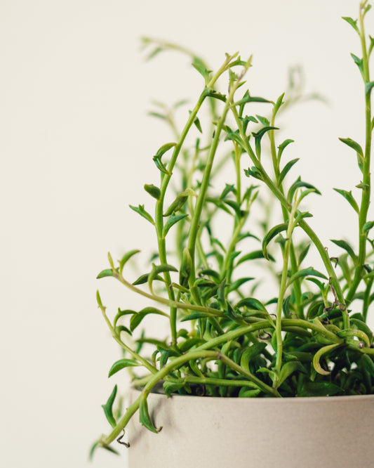 Senecio peregrinus, "String of Dolphins"