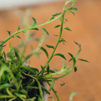 Senecio peregrinus, "String of Dolphins"