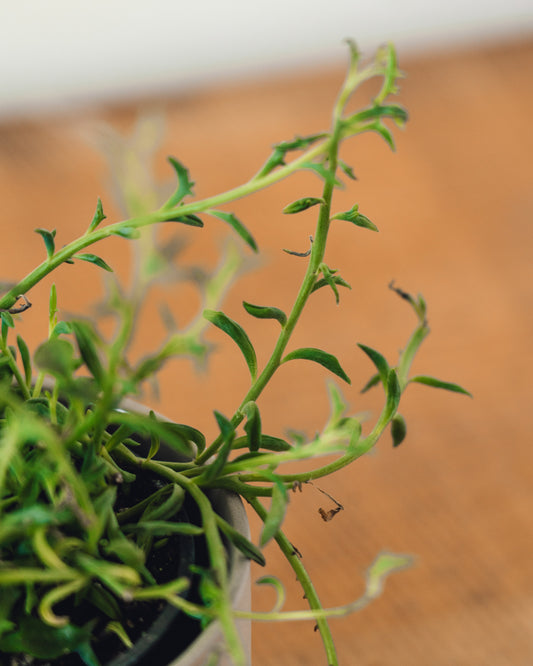 Senecio peregrinus, "String of Dolphins"