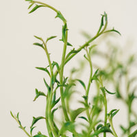 Senecio peregrinus, "String of Dolphins"