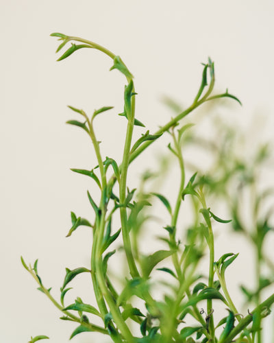 Senecio peregrinus, "String of Dolphins"