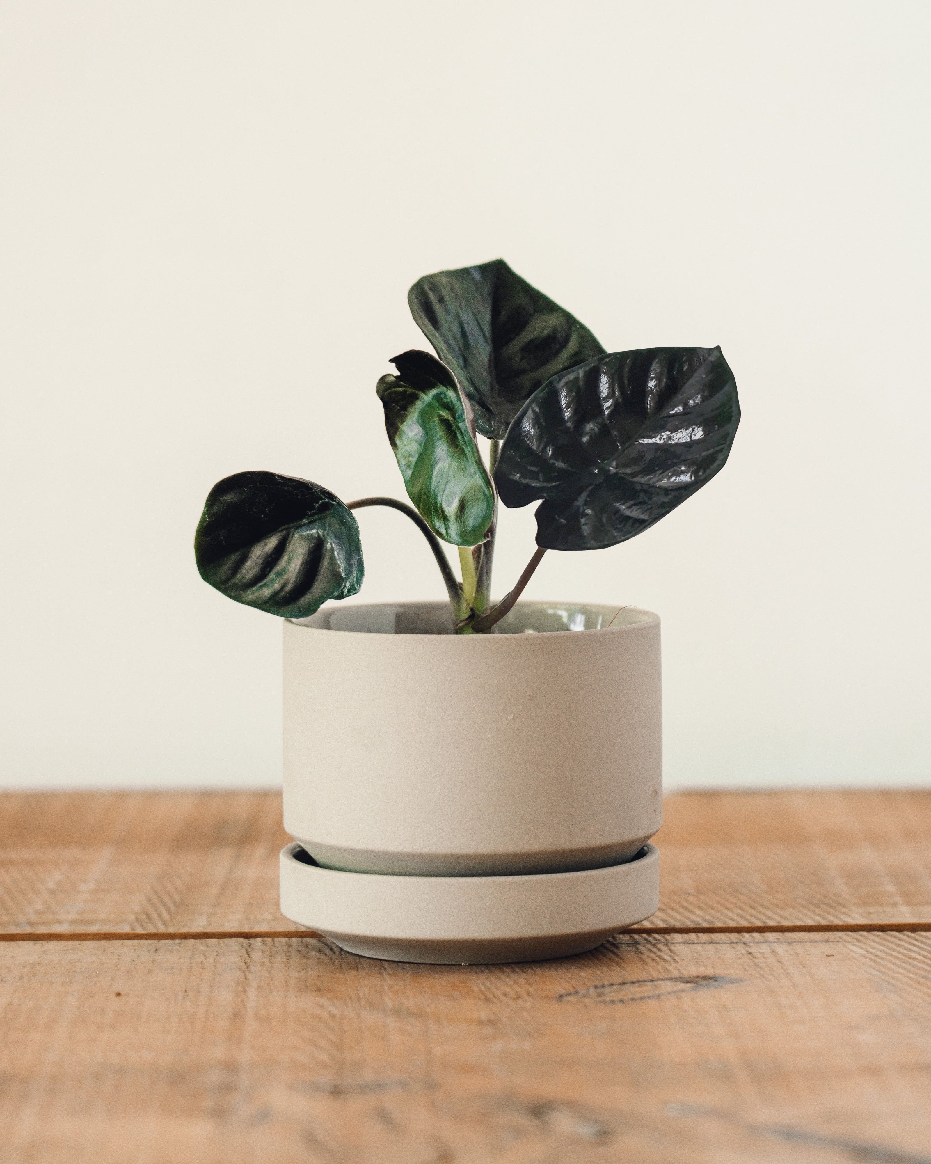 Rare* Alocasia infernalis 'Black Panther' – Glasswing