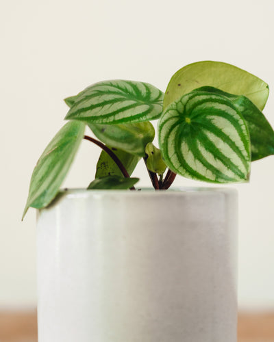 Peperomia argyreia 'Watermelon'