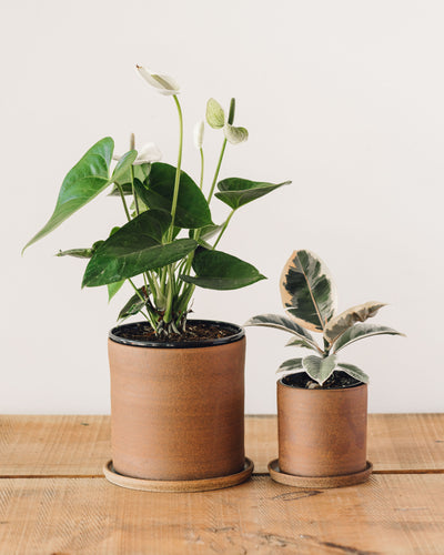 Natasha Alphonse Desert Planter