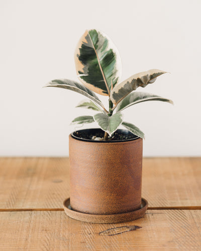 Natasha Alphonse Desert Planter