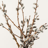 Pussy Willow Bunch, Dried