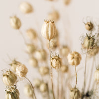 Nigella Pods Bunch, Bleached