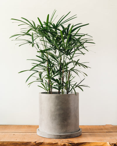 Marta Concrete Pot