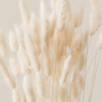 Bunny Tail Grass Bunch, Natural