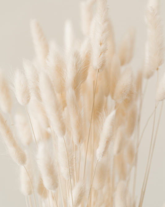 Bunny Tail Grass Bunch, Natural