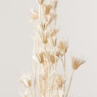 Nigella Stems Bunch, Bleached