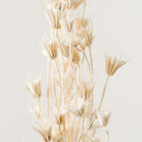 Nigella Stems Bunch, Bleached