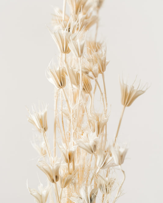 Nigella Stems Bunch, Bleached