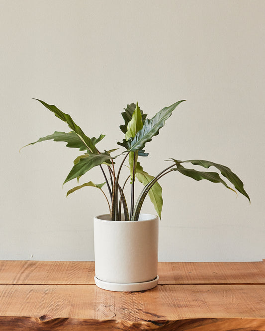 elephant ear plant light Alocasia Lauterbachiana – Glasswing