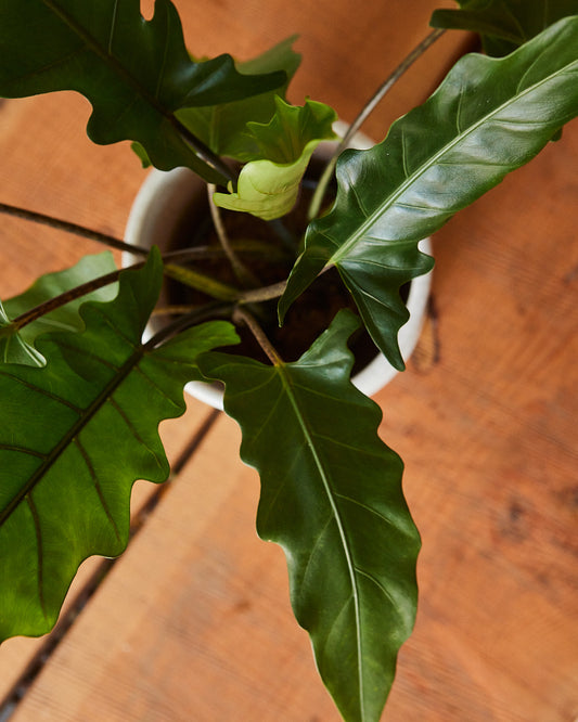 Alocasia Lauterbachiana