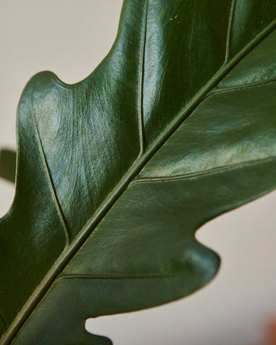 Alocasia Lauterbachiana