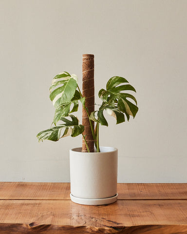 Monstera deliciosa 'Albo variegata'