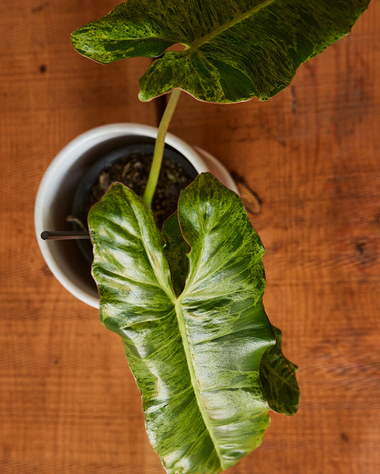 Philodendron 'Paraiso Verde'