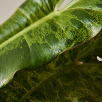 Philodendron 'Paraiso Verde'