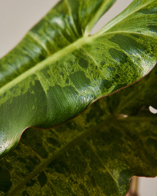 paraiso verde philodendron for sale Philodendron 'Paraiso Verde' – Glasswing