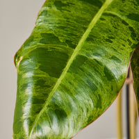 Philodendron 'Paraiso Verde'