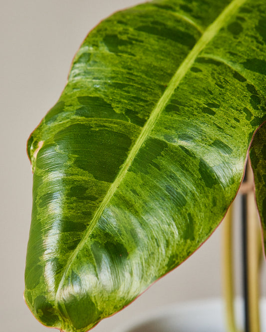 Philodendron 'Paraiso Verde'