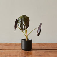 Alocasia Cuprea, 'Red Secret'