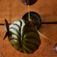 Alocasia Cuprea, 'Red Secret'