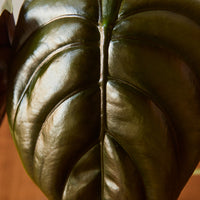 Alocasia Cuprea, 'Red Secret'