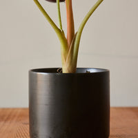 Alocasia Cuprea, 'Red Secret'