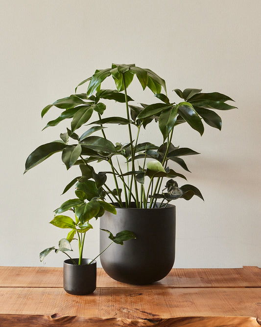 philodendron funny bunny Thaumatophyllum spruceanum 'Fun Bun' – Glasswing