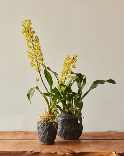 Grammatophyllum Orchid