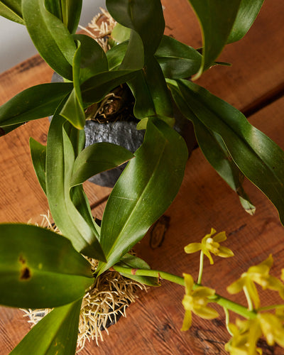 Grammatophyllum Orchid